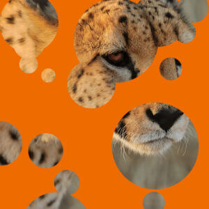 Nayamode Bluewave client Digital Conference Signage